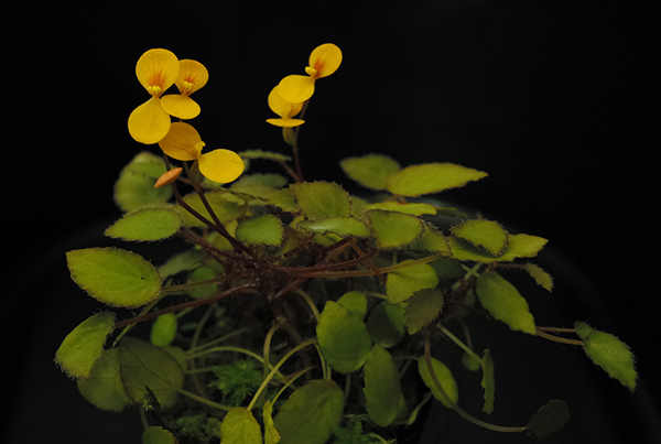Begonia vankerckhovenii